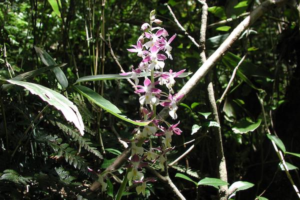 Calanthe izu-insularis