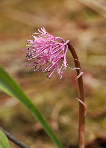 Heloniopsis orientalis