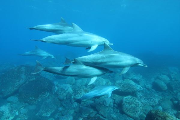 Dolphin