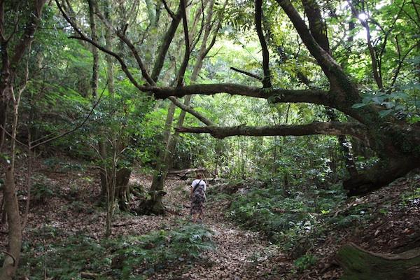 Hiking Trails