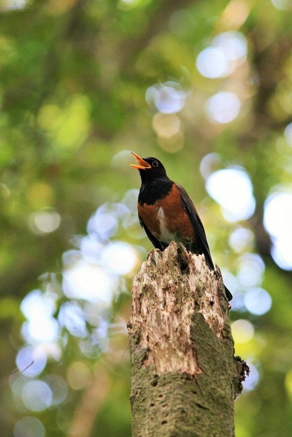 An Izu thrush