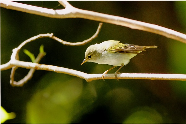 Ijima's leaf warbler