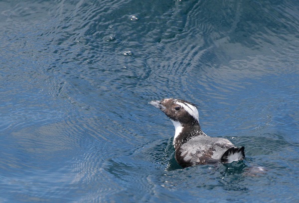 Japanese Murrelet