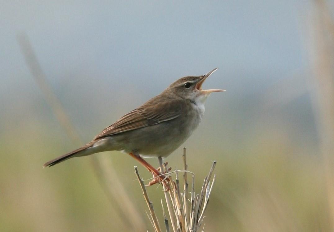 Styan's grasshopper warbler