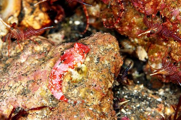 Morrison's dragonet