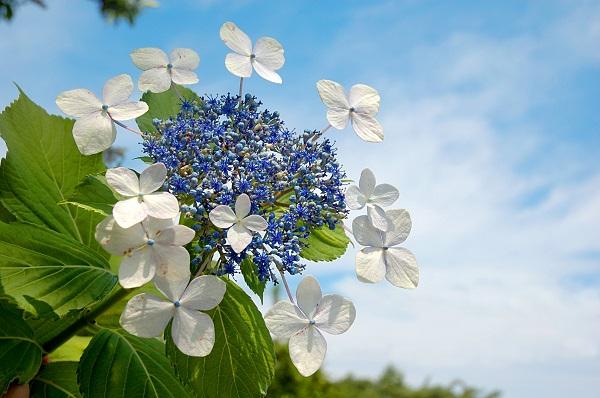 A lacecap hydrangea