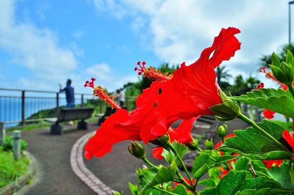 Hibiscus flowers