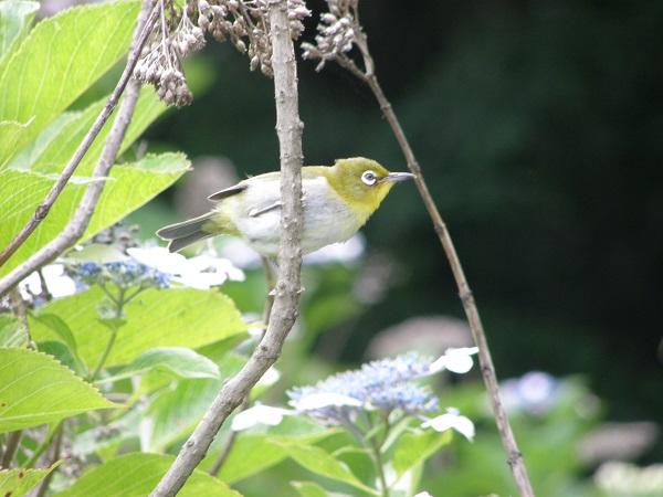 Japanese White-Eye