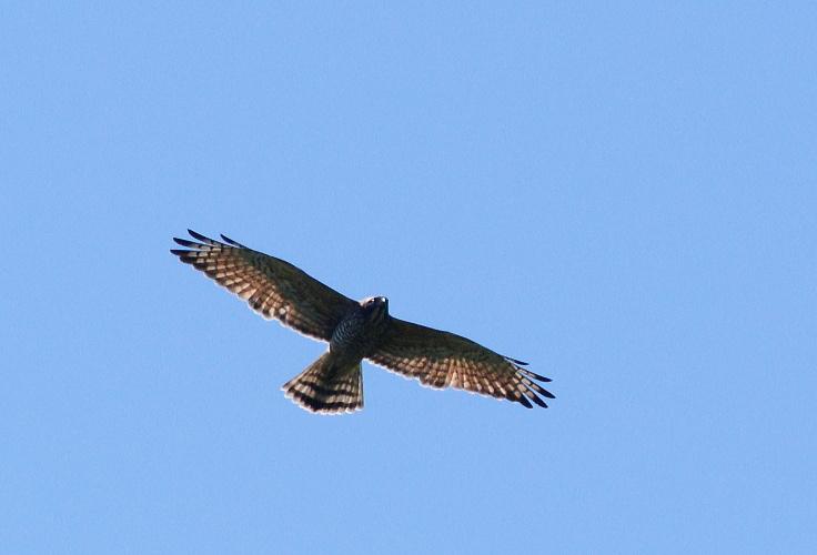 Gray-faced Buzzard