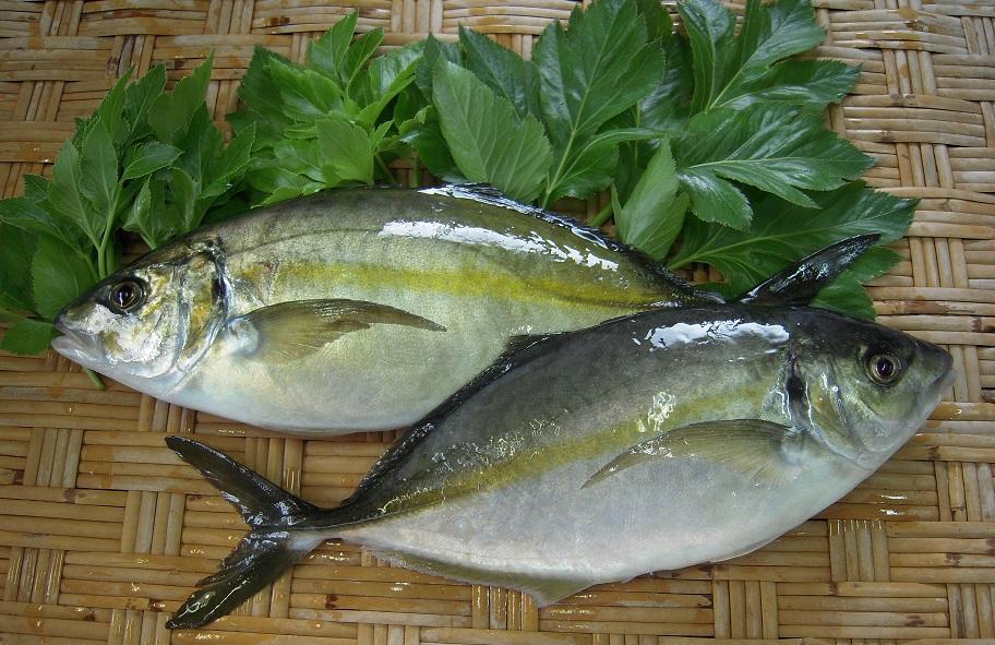 Yellowstriped Butterfish