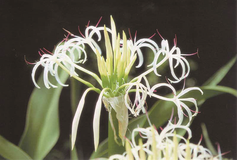 Crinum asiaticum, the flower of Niijima Village