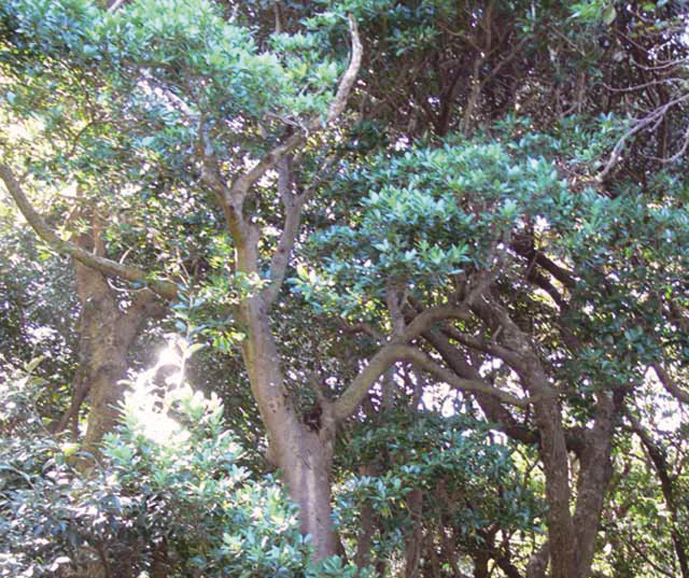 Himeyuzuriha, the tree of Niijima Village