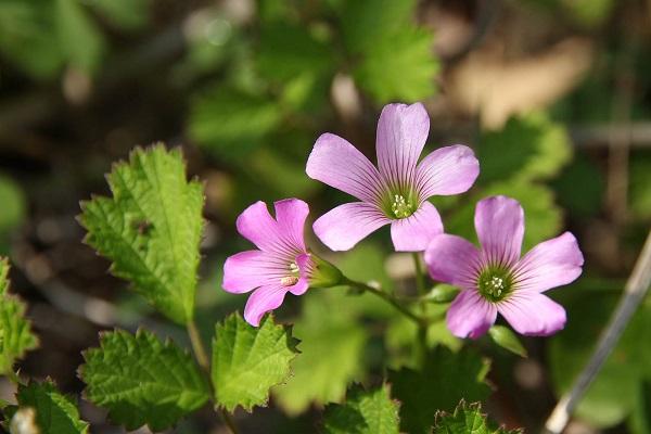 Violet wood-sorrel (Shikinejima Island)