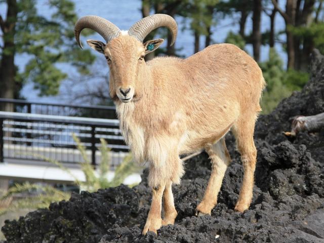 Barbary Sheep