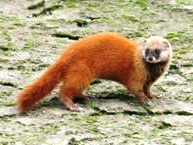 Japanese Weasels