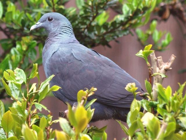Japanese Wood Pigeons