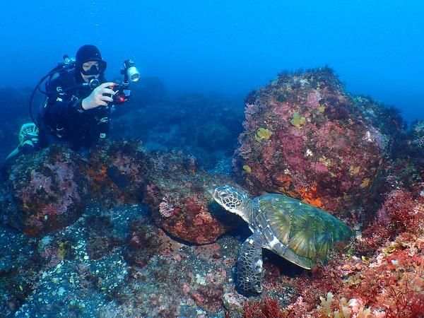 Greea Turtles