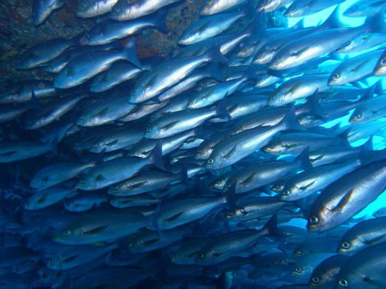 Migratory Fish