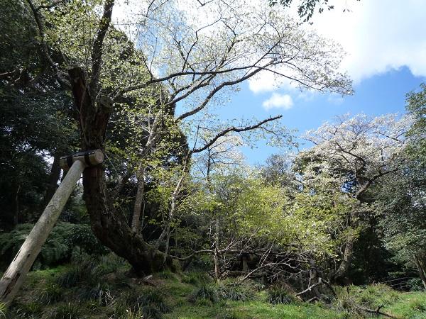 Sakurakkabu