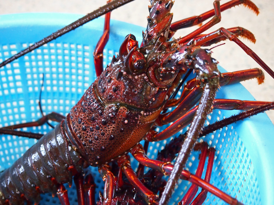 Japanese Spiny Lobster