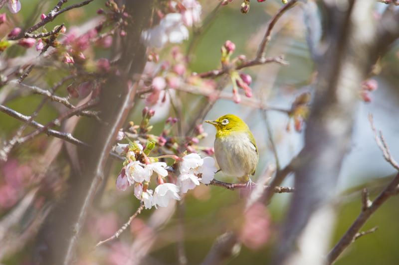 The Japanese white-eye