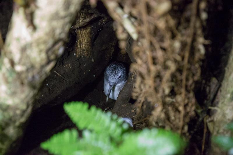 The streaked shearwater