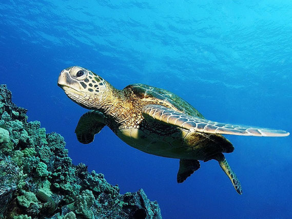 Green sea turtle