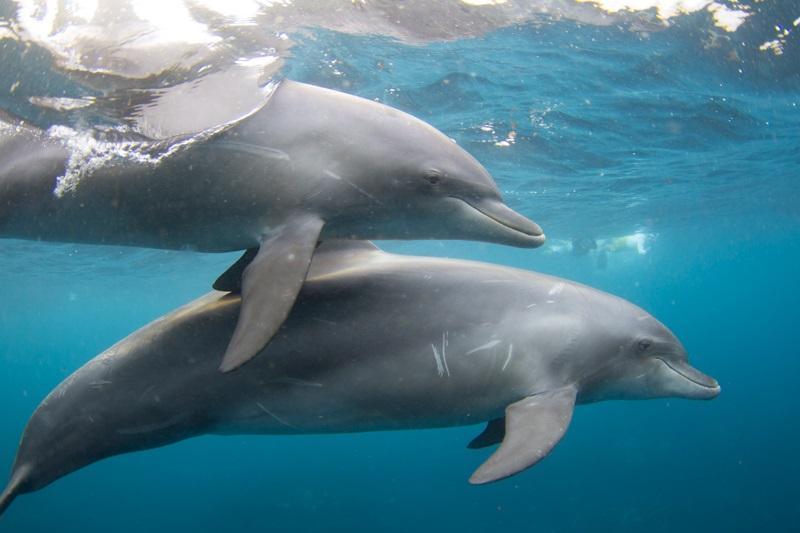Dolphin