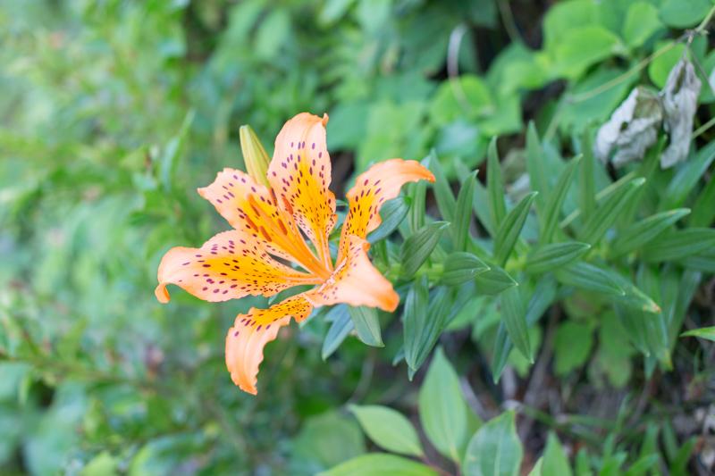 Lilium maculatum