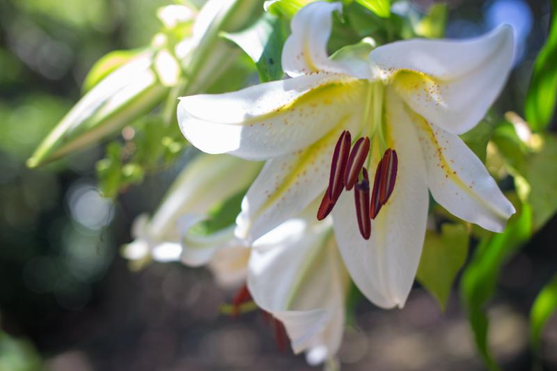 Lilium auratum var. platyphyllum