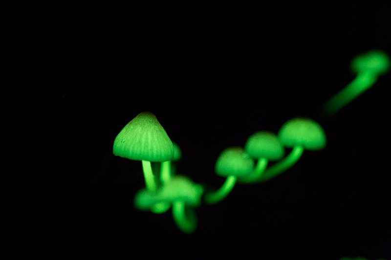 Mycena lux-coeli
