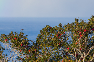 Camellia Forests
