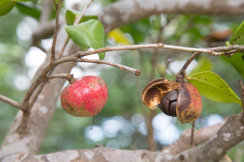 Camellia fruit