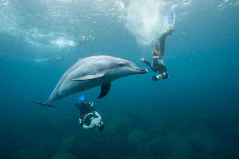 Swimming with Dolphins