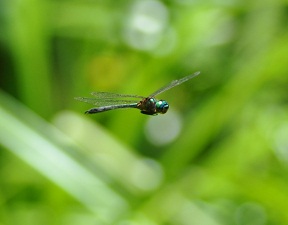 Hemicordulia ogasawarensis
