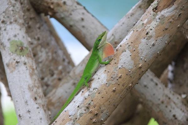The green anole
