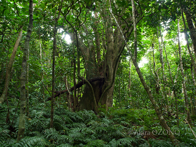 Wet forests on Hahajima Island