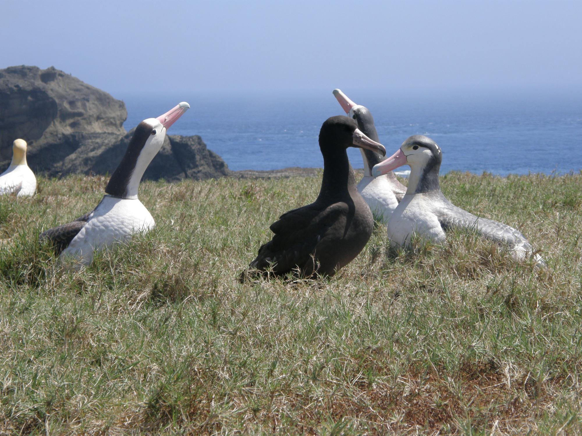 Short-tailed albatross