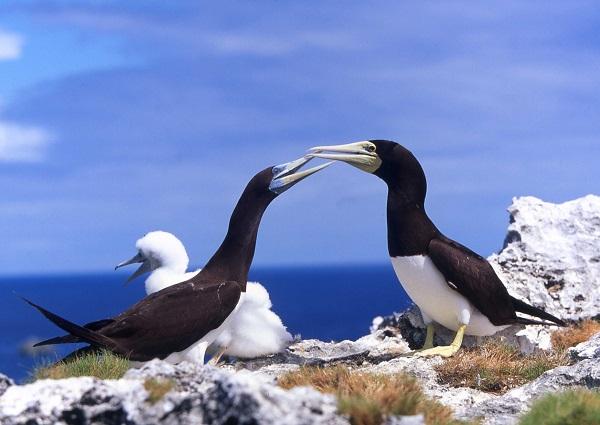 The brown booby