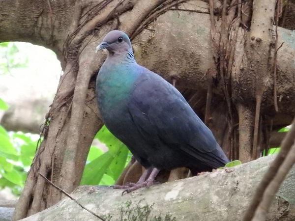 The red-headed wood pigeon