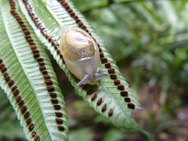 Snails