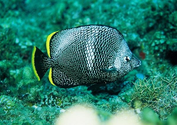Coral reefs