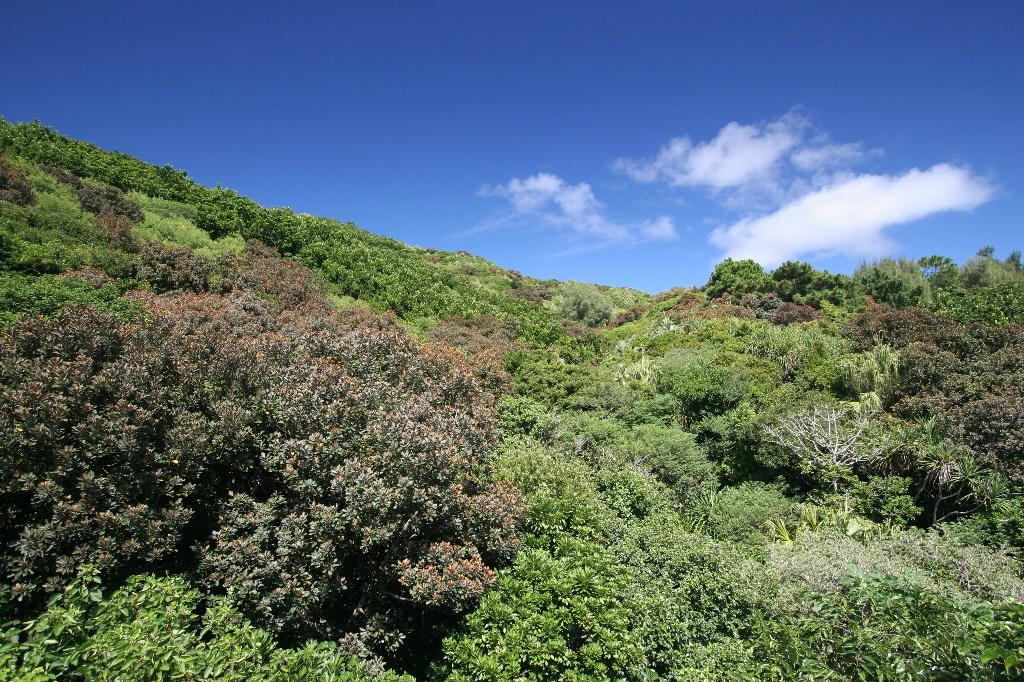 Vegetation in rocky desert
