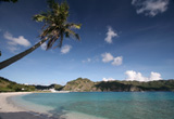 Palms and Pandanus