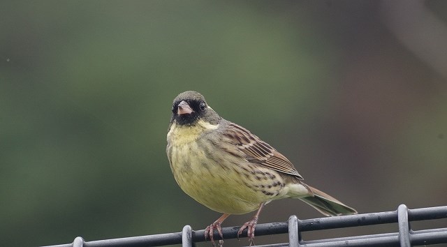 Olive-backed pipit