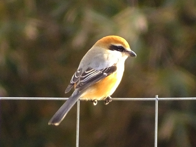 Bull-headed shrike