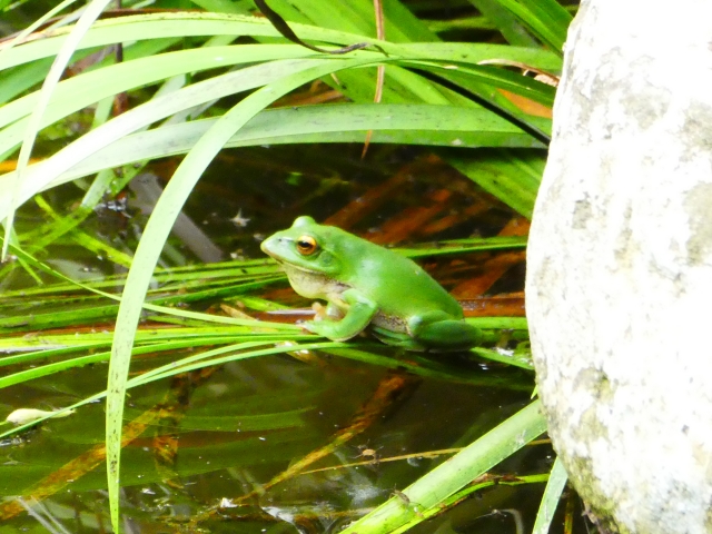 Forest green tree frog