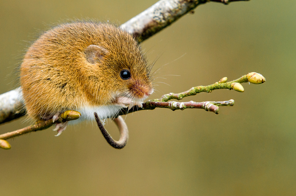 Harvest mouse