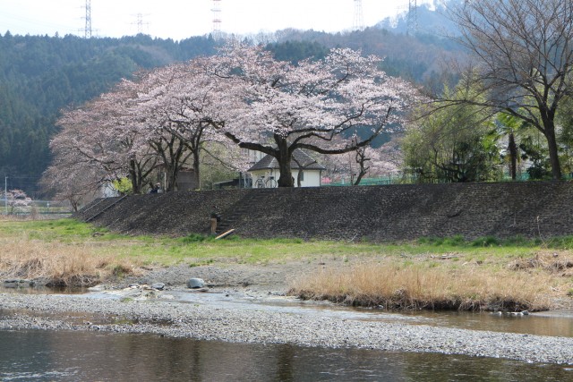 Yoshino cherry trees in Kosho