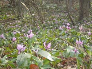 Dogtooth violets